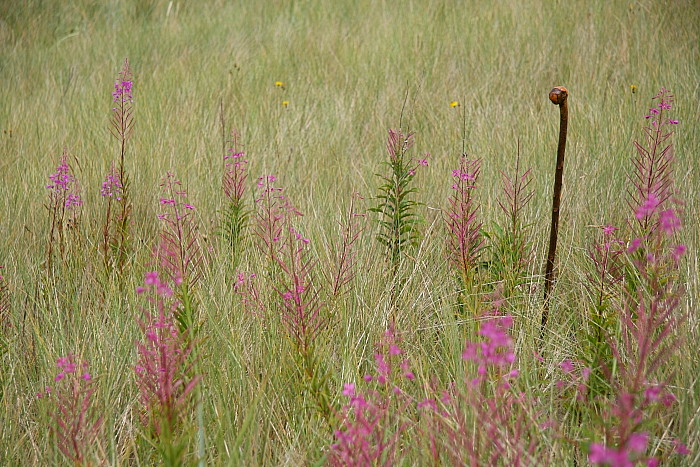 Typical duneland habitat of Hyles gallii with Epilobium angustifolium, Northumberland, England. Photo: &copy; Vats Jaros.