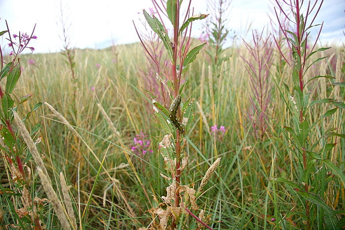 Typical duneland habitat of Hyles gallii with Epilobium angustifolium, Northumberland, England. Photo: &copy; Vats Jaros.