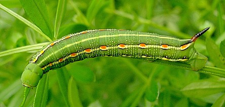 Fourth instar green form larva of Hyles gallii, Oland, Sweden. Photo: &copy; Tony Pittaway.