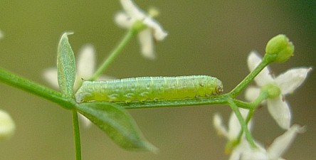 Fully fed first instar larva of Hyles gallii, Oland, Sweden. Photo: &copy; Tony Pittaway.