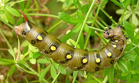 Final instar brown form larva of Hyles gallii, Oland, Sweden. Photo: &copy; Tony Pittaway.