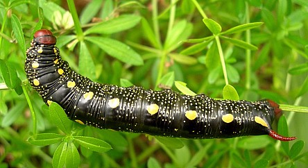 Final instar black form larva of Hyles gallii, Oland, Sweden. Photo: &copy; Tony Pittaway.