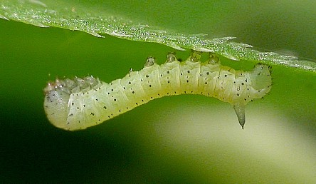 Newly hatched first instar larva of Hyles gallii, France. Photo: &copy; Mark Boddington.