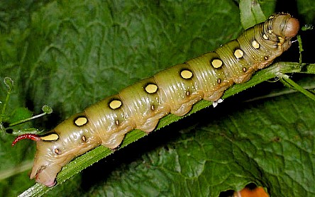 Final instar olive form larva of Hyles gallii, France. Photo: &copy; Mark Boddington.
