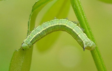 Second instar larva of Hyles gallii, Oland, Sweden. Photo: &copy; Tony Pittaway.