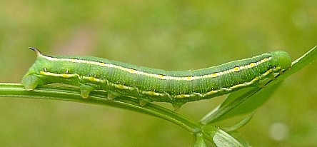 Third instar larva (green form) of Hyles gallii, Oland, Sweden. Photo: &copy; Tony Pittaway.