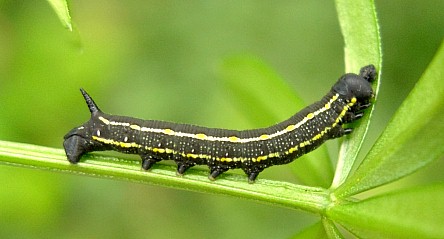 Third instar larva (dark form) of Hyles gallii, Oland, Sweden. Photo: &copy; Tony Pittaway.