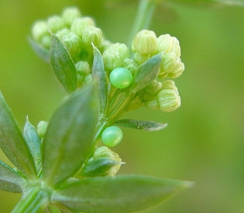 Eggs of Hyles gallii, Oland, Sweden. Photo: &copy; Tony Pittaway