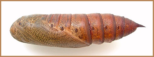 Pupa of Hyles gallii (lateral view), Oland, Sweden. Photo: &copy; Tony Pittaway.