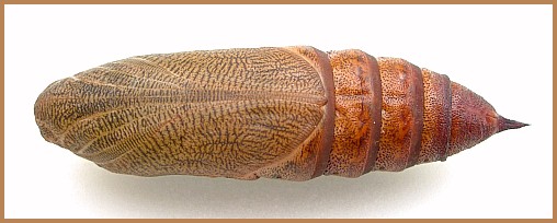 Pupa of Hyles gallii (ventral view), Oland, Sweden. Photo: &copy; Tony Pittaway.