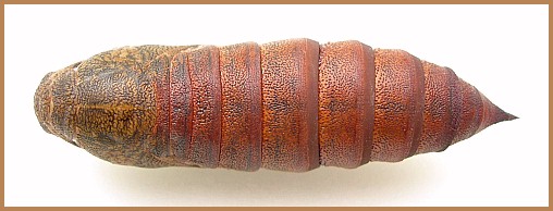 Pupa of Hyles gallii (dorsal view), Oland, Sweden. Photo: &copy; Tony Pittaway.