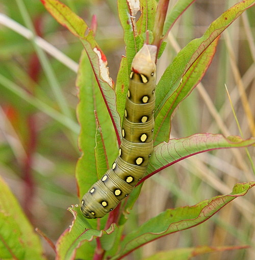 Final instar olive form larva of Hyles gallii on Epilobium angustifolium, Northumberland, England. Photo: &copy; Vats Jaros.