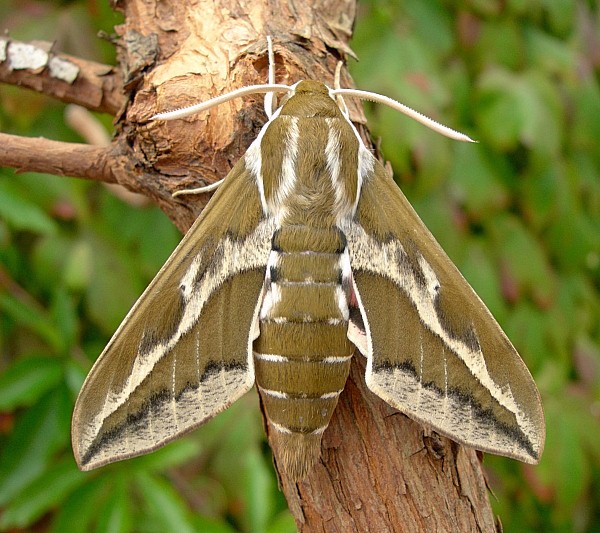 Male Hyles tithymali gecki, Madeira. Photo: &copy; Tony Pittaway.