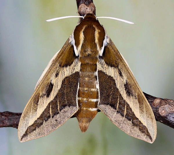 Female Hyles tithymali gecki, Madeira. Photo: &copy; Jean Haxaire.