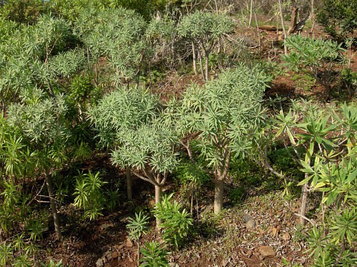 Euphorbia piscatoria, Madeira. Photo: &copy; Tony Pittaway.