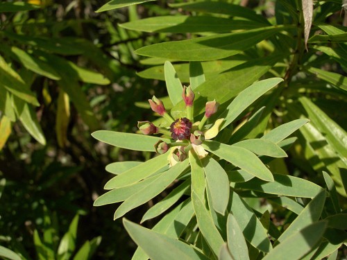 Euphorbia piscatoria, Madeira. Photo: &copy; Tony Pittaway.