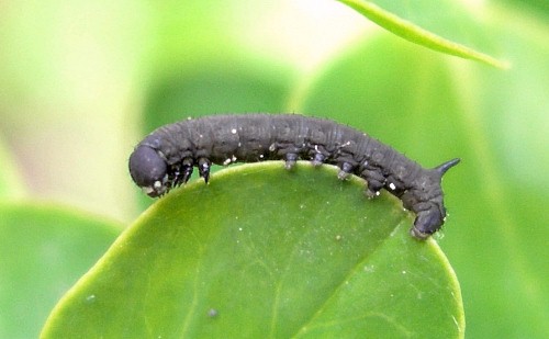 Unfed first instar larva of Hyles tithymali gecki, Madeira. Photo: &copy; Tony Pittaway.
