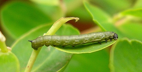 Full-grown first instar larva of Hyles tithymali gecki, Madeira. Photo: &copy; Tony Pittaway.