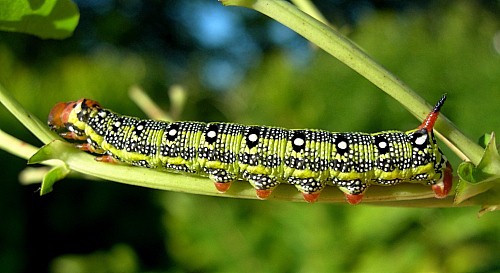 Third instar larva of Hyles tithymali gecki, Madeira. Photo: &copy; Tony Pittaway.