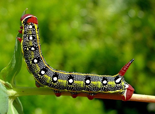 Fourth instar larva of Hyles tithymali gecki, Madeira. Photo: &copy; Tony Pittaway.