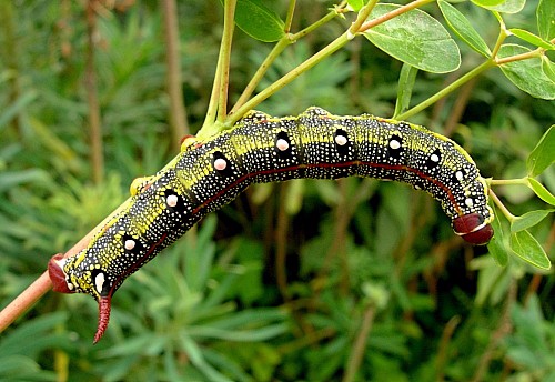 Final instar larva of Hyles tithymali gecki, Madeira. Photo: &copy; Tony Pittaway.
