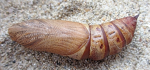 Pupa of Hyles tithymali gecki, Funchal, Madeira. Photo: &copy; Pascal R�gnier.