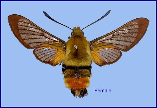 Hemaris galunae with pre-flight wing scales, Mardin Province, E Turkey. Photo: &copy; Richard Evans.