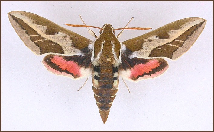 Male of Hyles tithymali himyarensis, Yemen. Photo: &copy; Pascal R&eacute;gnier.