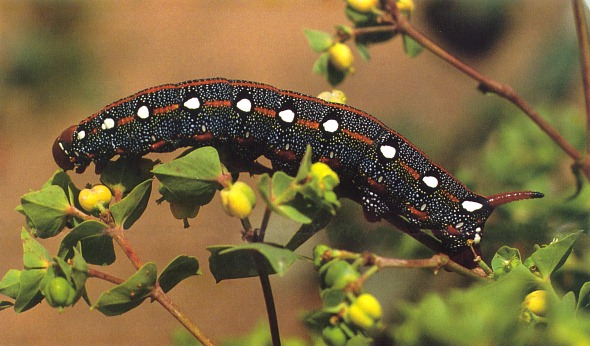 Full-grown larva of Hyles tithymali himyarensis. Photo: &copy; Jan Meerman.