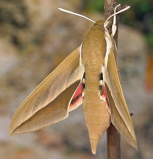 Male Hyles hippophaes bienerti, Tarkhankut, Crimea, Ukraine. Photo: &copy; Nickolai Ivshin.