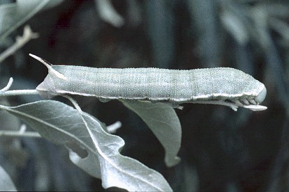 Full-grown silver form larva of Hyles hippophaes bienerti on Elaeagnus, Xinjiang Province, China. Photo: &copy; Tony Pittaway.