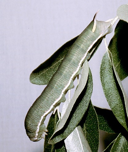 Full-grown larva of Hyles hippophaes hippophaes on Elaeagnus angustifolia, southern Romania. Photo: &copy; Tony Pittaway