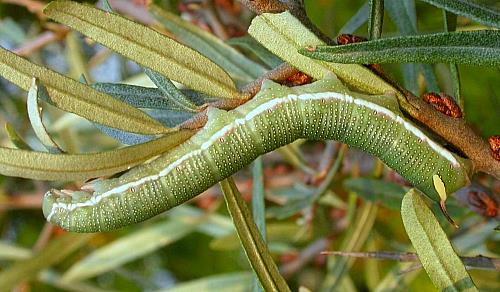 Full-grown larva of Hyles hippophaes hippophaes on Hippophae rhamnoides, southern France. Photo: &copy; Jean Haxaire.