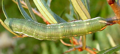 Full-grown larva of Hyles hippophaes hippophaes on Hippophae rhamnoides, southern France. Photo: &copy; Jean Haxaire.