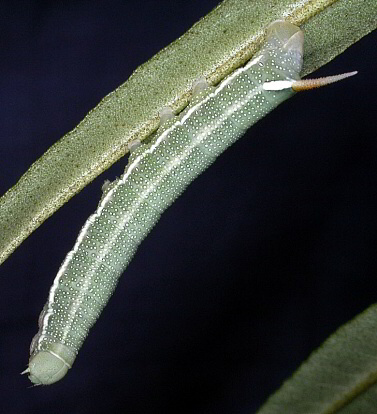 Fourth-instar larva Hyles hippophaes bienerti, Crimea, Ukraine. Photo: &copy; Mark Boddington.