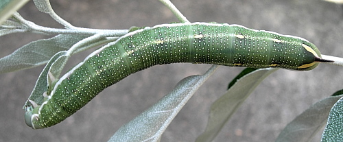 Full-grown larva Hyles hippophaes bienerti, Crimea, Ukraine. Photo: &copy; Tony Pittaway.