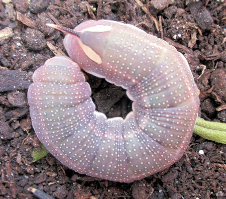 Pre-pupation larva Hyles hippophaes bienerti, Crimea, Ukraine. Photo: &copy; Pascal R�gnier.