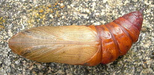 Pupa of Hyles hippophaes bienerti, Crimea, Ukraine. Photo: &copy; Tony Pittaway.