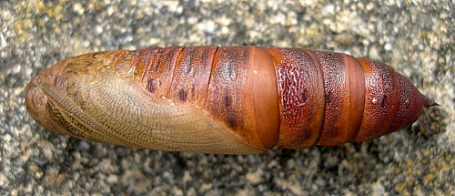 Pupa of Hyles hippophaes bienerti, Crimea, Ukraine. Photo: &copy; Tony Pittaway.