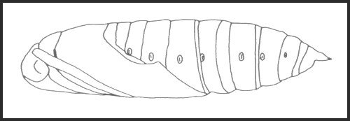 Pupa of Hyles hippophaes hippophaes, France. Image: &copy; Tony Pittaway.