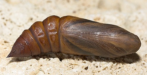 Pupa of Hyles hippophaes bienerti, Tarkhankut, Crimea, Ukraine. Photo: &copy; Nickolai Ivshin.