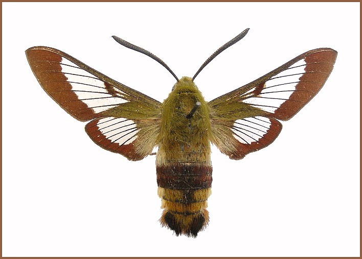 Adult male Hemaris fuciformis jordani, Ras-el-Ma, Morocco. Photo: &copy; Tony Pittaway, NHMUK.