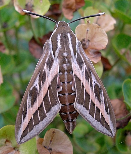 Male Hyles livornica, France. Photo: &copy; Tony Pittaway.
