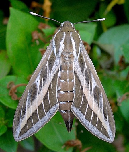 Female Hyles livornica, France. Photo: &copy; Tony Pittaway.