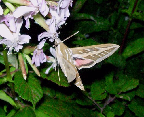 Adult Hyles livornica feeding from soapwort (Saponaria), Catalonia, Spain. Photo: &copy; Ben Trott.
