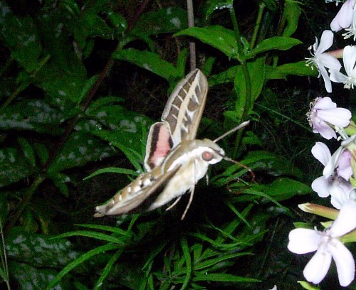 Adult Hyles livornica feeding from soapwort (Saponaria), Catalonia, Spain. Photo: &copy; Ben Trott.