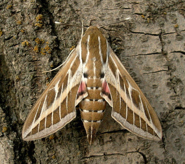 Female Hyles livornica, Tashkent, Uzbekistan, 4.v.2010. Photo: &copy; Tony Pittaway.