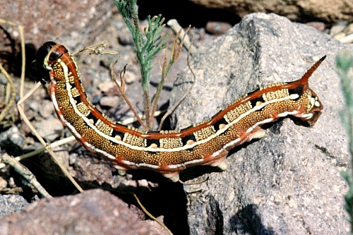 Final instar normal desert form larva of Hyles livornica, Morocco. Photo: &copy; Tony Pittaway.