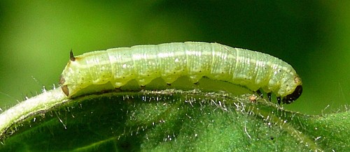 First instar larva of Hyles livornica, France. Photo: &copy; Tony Pittaway.