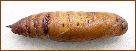 Pupa of Hyles livornica, France. &copy; Tony Pittaway.